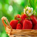 خرید مستقیم و بی واسطه توت فرنگی گلخانه ای اعلاء به قیمت ارزان