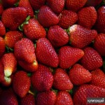 فروش ویژه و مستقیم توت فرنگی وحشی درجه یک به قیمت پای زمین