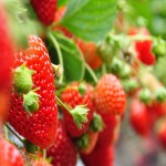 قیمت روز توت فرنگی کوهی با طعم عالی و با تخفیف ویژه و کیفیت مرغوب در بازار رشت