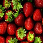 قیمت عمده توت فرنگی وحشی درجه یک با قیمت استثنائی پای زمین