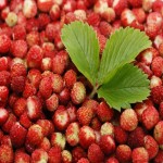فروش عمده و تنی توت فرنگی گلخانه ای اعلاء و مرغوب با قیمت های رقابتی در بازار شیراز