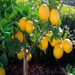 فروش لیمو شیرین درجه یک با کیفیت به شهر مشهد