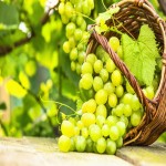 قیمت انواع انگور شرابی در ایران برای صادرات