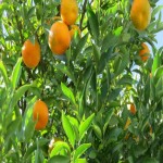 عرضه کننده انواع نارنگی با طعمی شیرین و تازه  در ترکیه