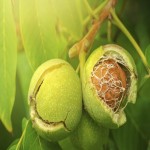 عمده فروشی گردو تازه ارگانیک در بازار روز