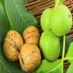 خرید مستقیم گردو با پوست سبز با قیمت پایین از بهترین فروشنده