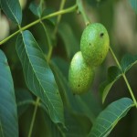 خرید و فروش داغ گردو محلی تازه با تخفیف ویژه