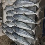 ماهی منجمد غنی از پروتئین ارزان و با بسته بندی وکیوم
