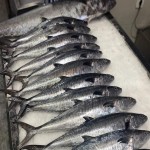 خرید عمده ماهی تیلاپیا منجمد با کیفیت برتر از بندرعباس