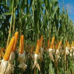 خرید انواع بلال درجه یک با قیمت های به صرفه