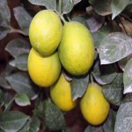 خرید لیمو سنگی با بهترین قیمت و کیفیت بازار