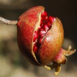 صادرکننده انار تازه از ایران با کیفیت فوق العاده