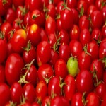 گوجه فرنگی تازه با رنگ قرمز طبیعی برای فروش عمده