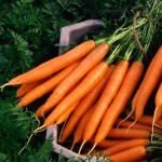 عمده فروشی هویج تازه ارگانیک 2023 با کیفیت ممتاز