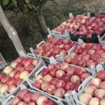 فروش ویژه سیب درختی تازه ایرانی در بازار شیراز