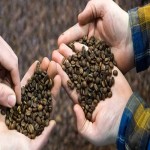 خرید قهوه عربیکا بسته 1 کیلویی 100 درصد خالص
