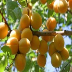نرخ فروش زردآلو تازه در میادین میوه