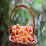 نرخ مناسب برای فروش زردآلو تازه در میوه فروشی ها