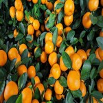 بهترین قیمت خرید نارنگی کلمانتین درجه یک در بازار میوه