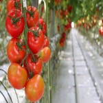 قیمت گوجه گلخانه ای با کیفیت بالا در تهران