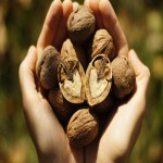 خرید ارزان گردو با پوست در تناژ بالا در بازار خشکبار