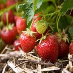 فروش ویژه توت فرنگی مرغوب به قیمت پای مزرعه