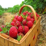 خرید مستقیم و بی واسطه توت فرنگی گلخانه ای به کمترین قیمت بازار