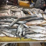 خرید مستقیم ماهی تازه با سایز متوسط از بازار هرمزگان