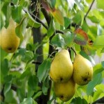 سفارش خرید گلابی شاه میوه صادراتی با قیمت منصفانه