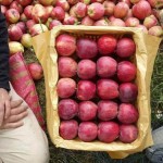 خرید ارزان سیب سمیرم صادراتی سوپر لوکس