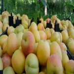 قیمت میوه زردآلو با درجه کیفی بالا در اصفهان