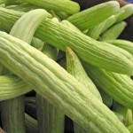 خرید و فروش بذر خیار چنبر با قیمت ارزان