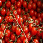فروش گوجه فرنگی گیلاسی به پایین ترین قیمت بازار بوشهر