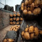 عرضه سیب زمینی تازه درجه یک صادراتی به قطر