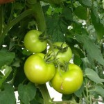 خرید گوجه فرنگی سبز دستچین شده با قیمت پایین و کیفیت درجه یک