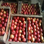 خرید سیب درختی استخوانی از بازار نهاوند با بهترین قیمت