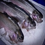 سفارش ماهی قزل آلا تازه بزرگ و صید روز با قیمت رقابتی