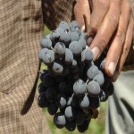 فروش انگور سیاه با قیمت کشاورزان