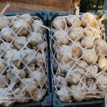 فروش سیر همدان در سبد 5 کیلویی