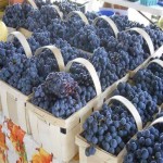 صادرات انواع انگور به ارمنستان و دیگر کشورها