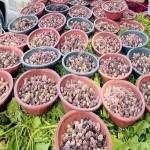 خرید حجم بالای محصول توت خشک ارگانیک از شهر مشهد