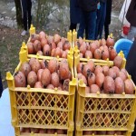 فروش میوه ازگیل جنگلی در بسته های یک کیلویی