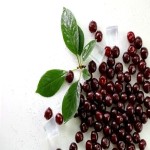 خرید آلبالو درجه یک به صورت عمده زیر قیمت بازار