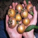 خرید میوه ازگیل جنگلی در اصفهان بهترین کیفیت موجود در بازار