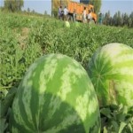 قیمت عمده هندوانه شیرین ارگانیک و درجه یک در تره بار تهران