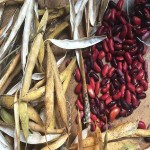 لوبیا قرمز 500 گرمی به قیمت عمده در بازارهای داخلی