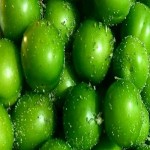قیمت خرید عمده آلوچه سبز شیراز با بهترین کیفیت
