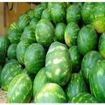 خرید هندوانه شیرین و بزرگ با نازلترین قیمت در گیلان