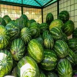 فروش مستقیم هندوانه بیضی صادراتی با نازل ترین قیمت