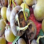 خرید از عمده فروشان برتر میوه ازگیل در ایران